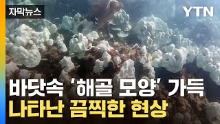 [자막뉴스] '생태계' 재앙 위기...바다에 나타난 현상 / YTN
