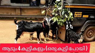 5 കുട്ടികളെ പ്രസവിക്കുന്ന ആട്.🐐വളർത്തുന്നവരുടെ കൂട് നിറയെ ആട് ആകാൻ കഴിവുള്ള ആട്🐐.9605204150