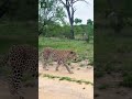 great leopard walking downhill by andrewlphotography ig