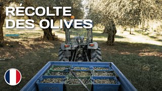 FR | CAMPAGNOLA | Récolte des olives