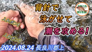 2024.08.24 長良川郡上鮎 背針を使って瀬を泳がせて連発！