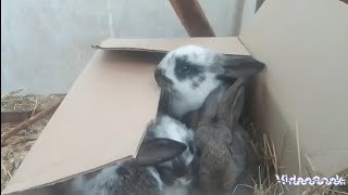 Крольчат купили весь выводок 🐰🐾