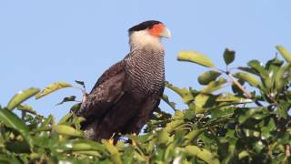 Southern Caracara