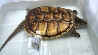 カミツキガメ Common snapping turtle