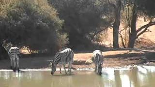 Zebras Drinking