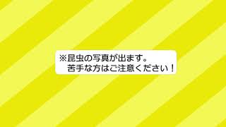 【オンライン教室】【親子教室】昆虫好き集まれ！ Zoomで昆虫博士と話そう！