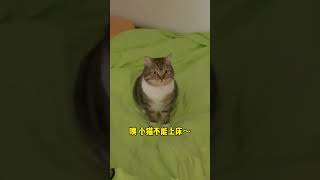 #这是我的小猪猫