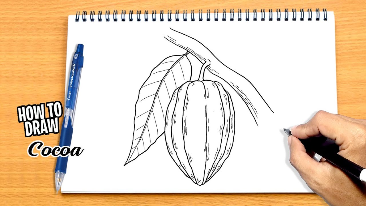Cocoa Bean Drawing Easy At Blake Pardey Blog