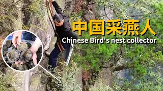 They risked their lives on the cliff to pick bird's nest, which can sell for 26000 yuan per kilogram