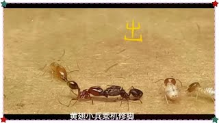 【精彩高清斗蚁片段】黑沟vs伊大头vs黄翅vs扭白兵