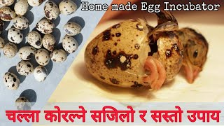 यसरी सजिलै बट्टाईकाे चल्ला निकाल्न सकिन्छ, Home made Egg Incubator, How to hatch Quail egg at home.