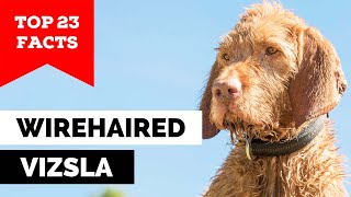 99% of Wire Haired Vizsla Dog Owners Don't Know This