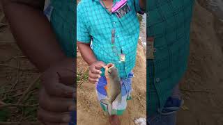 Rohu Fish \u0026 Pomfret fish Fishing in River