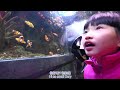 【sasa uk life】探究曼城水族館 小魚兒大生活 假日好去處｜sea life manchester uk aquariums attractions