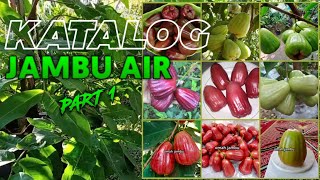 KATALOG BUAH JAMBU AIR ( part 1 )