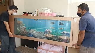 How Seazone Aquarium Is Installed ft Seazone Premium Royal Gold Aquarium