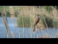 great reed warbler singing