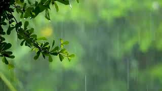 마음을 달래는 최상의 빗소리, 비오는소리ASMR   Rain Sound Gentle 10 Hours & Best Sound of Rain to Soothe your Heart