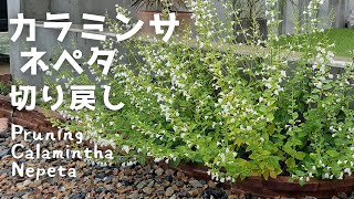 『カラミンサ ネペタ切り戻し』Pruning Calamintha Nepeta