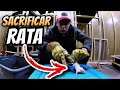 Cómo Sexar Y Sacrificar Rata??