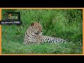 Lions, leopard, and cheetah - SafariLIVE Catch Up, 13 January 2026