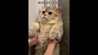 小猫咪太可爱是会被一口吃掉的啦！#治愈猫咪 #恶龙咆哮 #奶猪的小日子