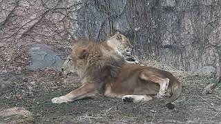 ご長寿サンと仲良しルナ、東山動物園