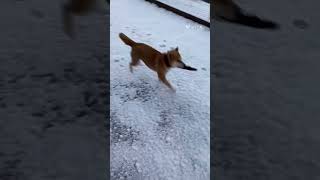 初雪にテンション上がる柴犬　#大寒波