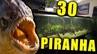30 PIRANHA IN MY AQUARIUM - Full fish tank update