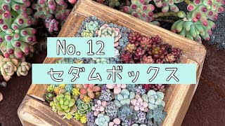 No.12 『多肉植物』　作ってみたかったセダムボックス寄せを作ってみました！品種を紹介しています。