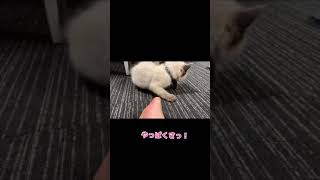 【しゃべる猫】飼い主の足が臭いと訴える子猫【ラグドール】#Shorts