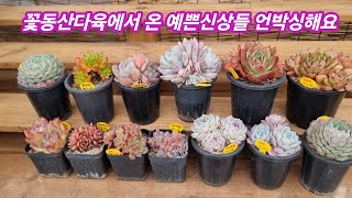 25.1.21 🌸꽃동산다육에서 온 예쁜신상들 언박싱해요🌸 레드벨벳 호리즌 너무 예뻐요🌸 꽃동산다육 010 3939 4304