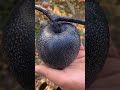 fresh black apple fruits cutting 4k HD nature whatsapp video status #blackapple #reels #shorts