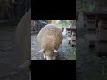 🤣 울나라 양의 인사법 🐏 sheep in south korea bows the head 💗 휴지통 hyujitong