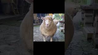 🤣 울나라 양의 인사법 🐏 Sheep in South Korea bows the head 💗 || 휴지통 Hyujitong