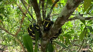 Most venemous snake in mangrove forest palawan