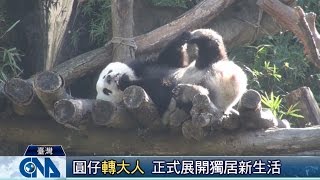 圓仔轉大人 展開獨居新生活睡