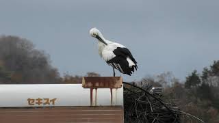 野外コウノトリ (兵庫県立 コウノトリの郷公園) 2019年11月26日