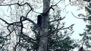 Curious Canadian Porcupine Climbing A Tree