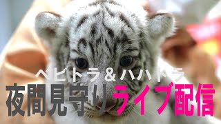 【 white tiger family live】【12月19日前半】ｳﾌﾌ・・・はじめちゃった('ω')シロップファミリーライブ配信