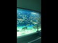 サンシャイン水族館　お姉さん