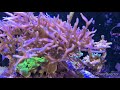 riffaquaristik meerwasser red sea reefer 170 》vergleich scheibenmagnet update