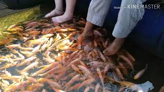 Beautiful Sri Lanka - Fish Therapy at madhu River - Amazing experience