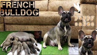 french bulldog // puppy sales // house of rovi // Pondicherry / #doglover #dog #frenchbulldog #dogs