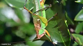 Katydid chirping, singing. aka Bush Crickets, or Long Horned Green Grasshopper. Stridulating