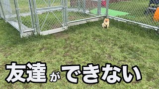 【ドッグラン】人気のドッグランで哀愁漂うポメラニアン。。。