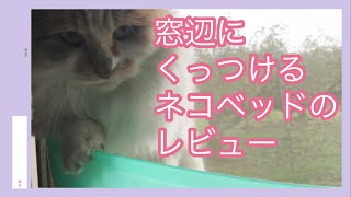 【猫の窓ベッド】😊ジェミにベルのリズムを教えてみました(^^) 窓に装着するネコベッドの商品レビュー動画😊　Windows bed  リズム感のある三毛猫！？