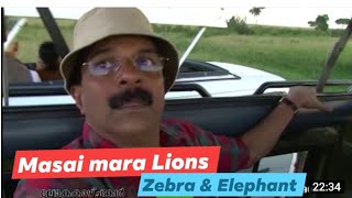 Masai Mara Lions, Elephant Zebra 🐘🦓മസായി വനത്തിലെ  സിംഹങ്ങൾ 250 ലോകസഞ്ചാര പ്രോഗ്രാം എൻറെ കൈവശമുണ്ട്.