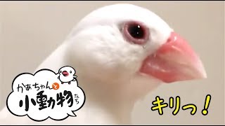 謹賀新年☆逆剥けを狙ってくる白文鳥