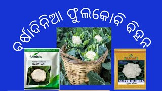 ବର୍ଷାଦିନିଆ ସହଳ କିସମ ଫୁଲକୋବି ବିହନ (rian sesoin short verait coliflawar seeds)